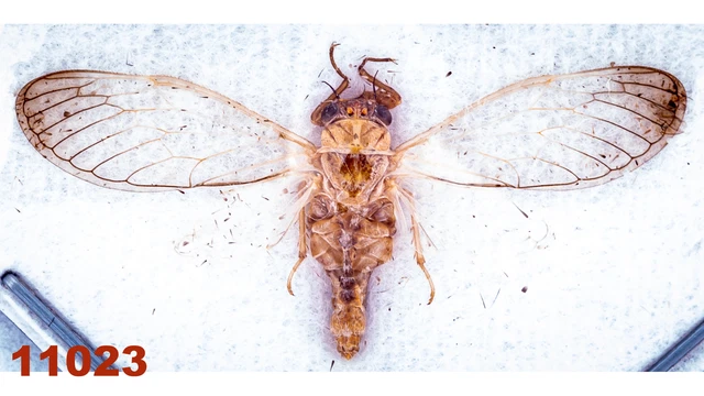 Hemiptera : Cicadidae sp.  A1, WS 25 mm, 1 pc