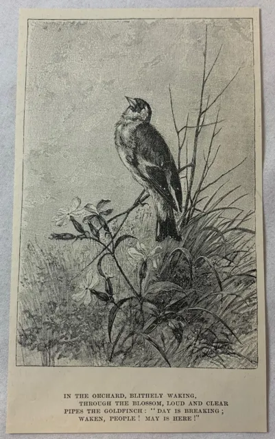 1895 magazine engraving ~ GOLDFINCH IN THE ORCHARD