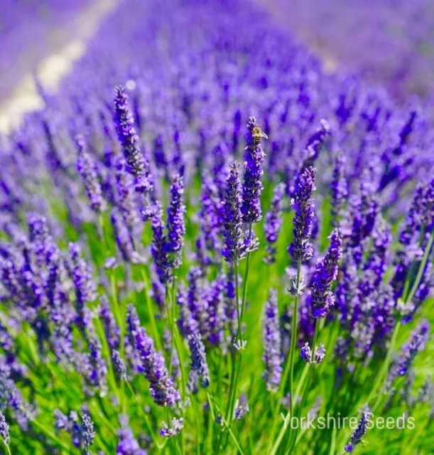 Lavender Common English 1200 Seeds