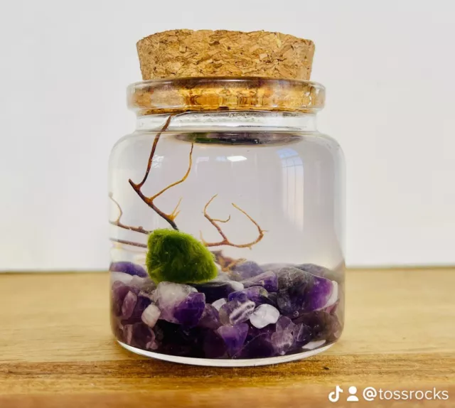 Moss Ball Terrarium Kit, live Moss Ball, Crystal Gravel, Sea Fan, Cork Jar