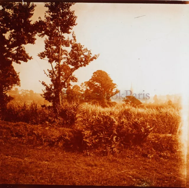 FRANCE Saint-Jean-du-Doigt Arbres 1911 Photo Stereo Glass Plate Vintage VL9n