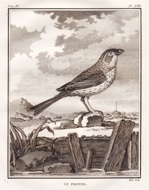 Grauammer corn bunting Vogel birds gravure engraving Kupferstich Buffon 1780