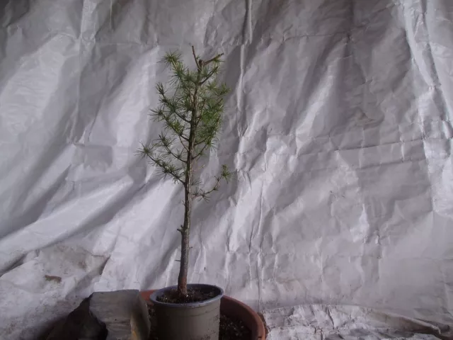 Outdoor Pre Bonsai Lärche Larix decidua  Yamadori  Hoch  40 cm