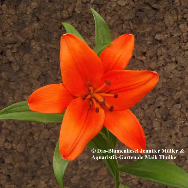 @ (◕‿◕)\@  LILIEN : Lilium asiatic- Lilie " Orange Ton "