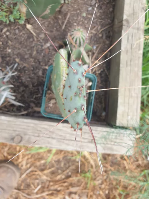 rare Purple OP Cactus Grafted