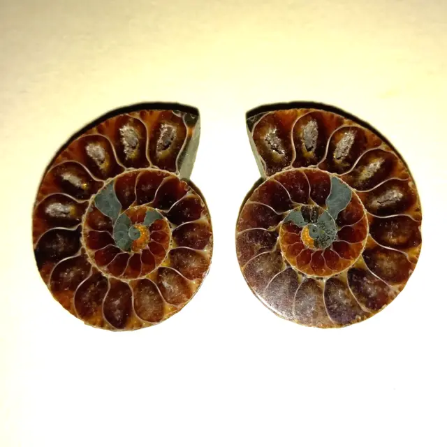 Phylloceras geschnitten Poliert Ammonit  Ammoniten Nautilid  Nr.K35   Perlboot