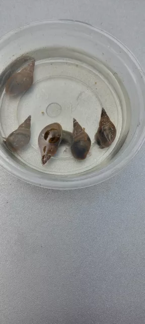 Pond/aquarium snails