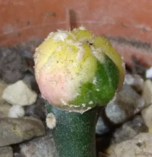 Variegated Astrophytum asterias Cactus grafted opuntia cacti houseplant