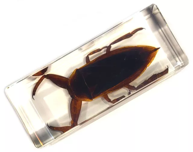 4.3 " Géant Asiatique Eau Bug En Transparent Lucite Résine Science Education