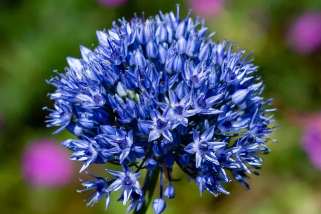 10x Allium Azureum Beautiful Blue Spring Flowering Bulbs Garden Hardy Perennial