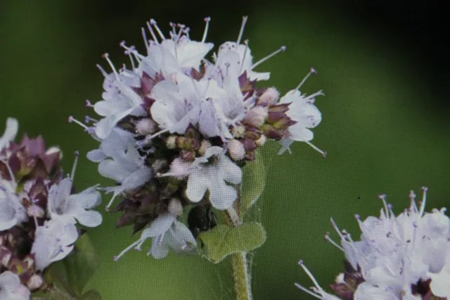 100 Graines Daphné, Origanum Vulgare #820