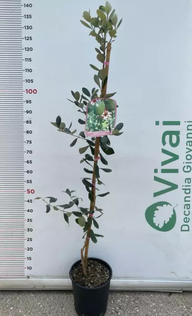 PIANTA DI FEIJOA MAMMOTH IN VASO 20 CM ALTEZZA 110/120  (foto reale) INNESTATA