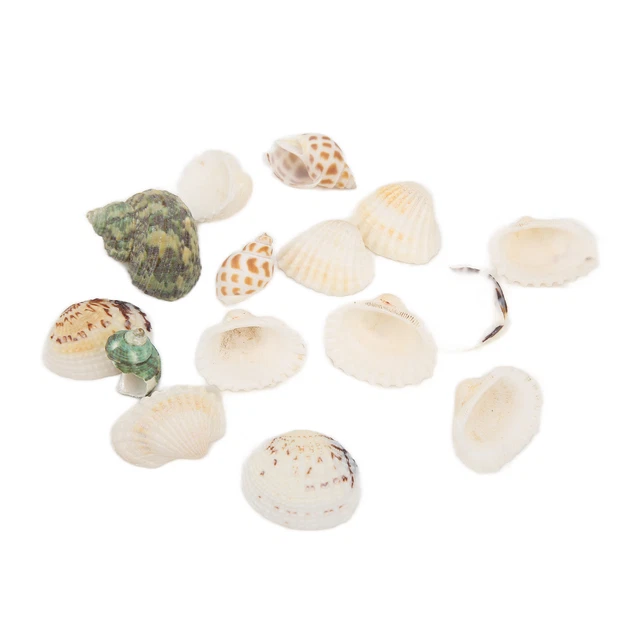 Tiny Natural Mixed Ocean Sea Shells Fish Tank Dekoration Und Strand Decorati Bhc