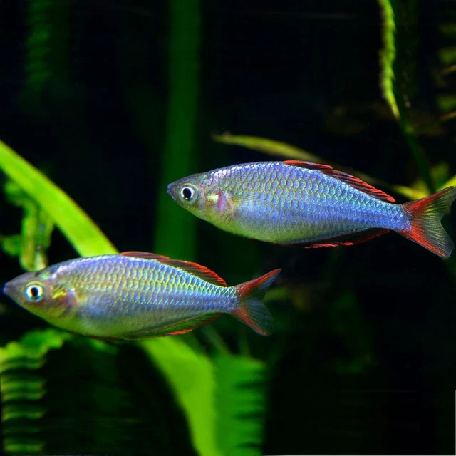 Group of 5 Live Juvenile Neon Dwarf Rainbowfish Freshwater Tropical Fish