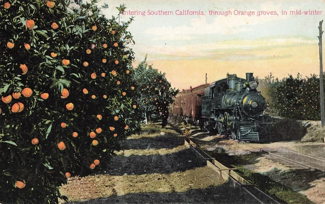California Postcard: Train Entering Southern Through Orange Groves Mid Winter