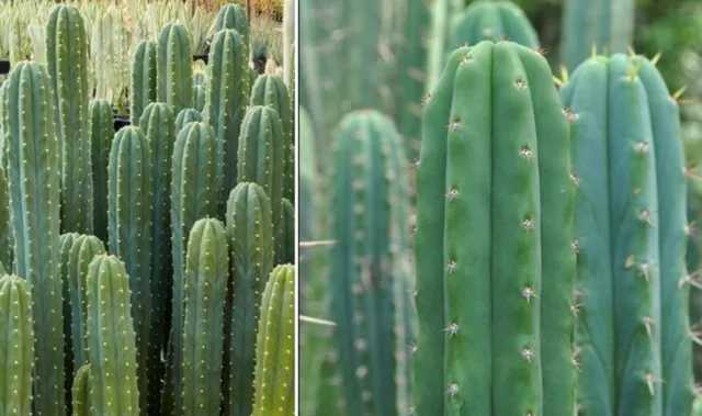 Cereus Pachanoi Seedling Cactus