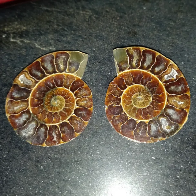 1a Perisphinctes Paar Poliert Ammonit Madagaskar Ammoniten Fossil Spirale R4