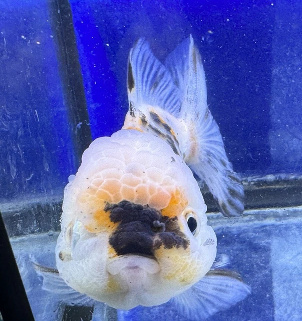 LIVE pond goldfish Fish~Goldfish Thai shorttail shortbYuan Bao Oranda 4  inch