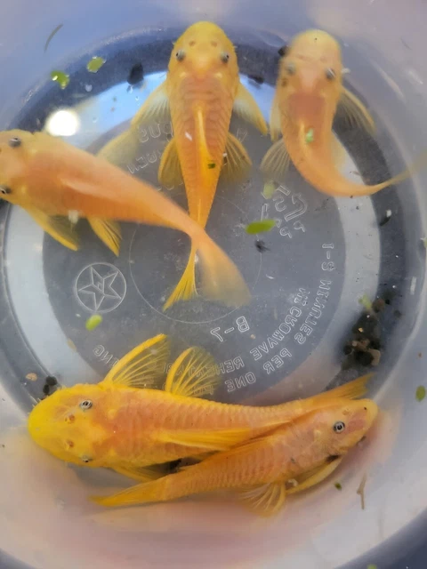 1 PAIR Lemon Blue-Eye Bristlenose Pleco