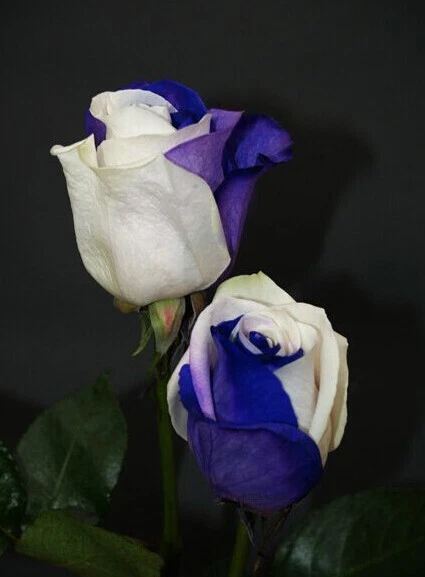 50 Semi Di Rosa Bianca E Viola, Arbusto Perenne. (#9808 - Foto 10