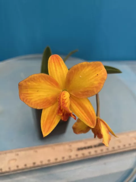 Cattleya Pole Star ‘Mirtha Isabel’ X ‘Sebastian Ferrell’ Yellow Orange NBS 2” Pt