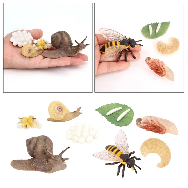 Drôle de coccinelle : cycle de vie de l'abeille, du papillon, de la coccinelle et de la grenouille – MC en maternelle Drôle de coccinelle : cycle de vie de l'abeille, du papillon, de la coccinelle et de la grenouille – MC en maternelle