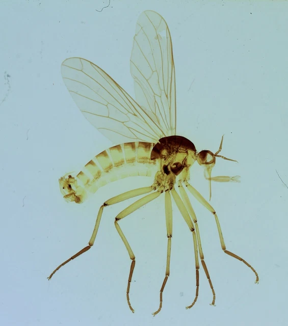 Corn Fly ANTIQUE MICROSCOPE SLIDE of a Yellow Corn Fly £15.00 - PicClick UK