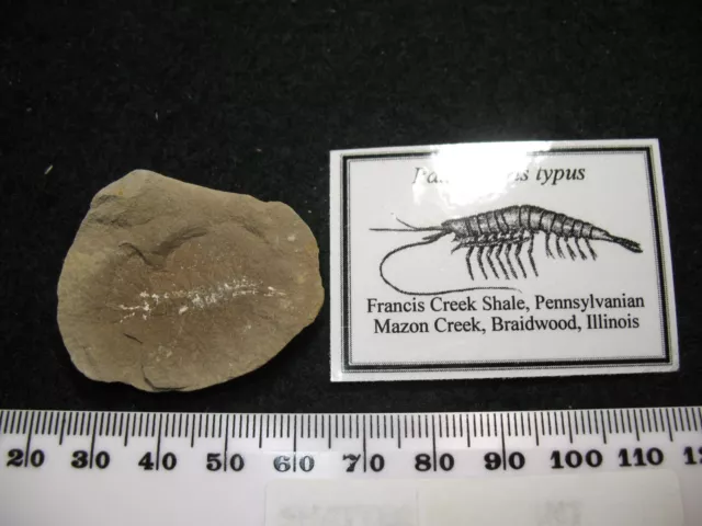 Pennsylvanian Carboniferous Mazon Creek fossil Palaeocaris typus shrimp (J)