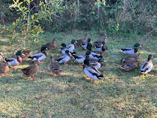 ONE DOZEN...That's 12 Pure Fresh Fertile Mallard Hatching Eggs PLUS EXTRAS!!