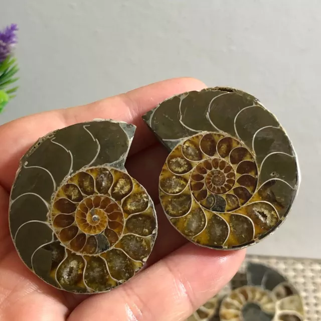 1 pair of Split Ammonite crystal Specimen Shell Healing Madagascar 46g c450