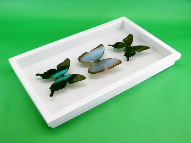 3 real beautiful and huge butterflies in the XXl showcase - single piece - 28 8