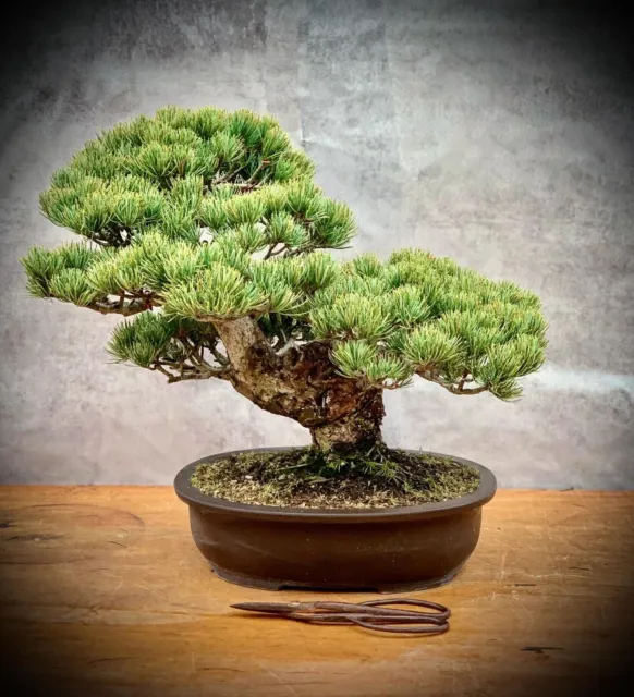 Pinus parviflora / pentaphylla - Japanische Mädchenkiefer BONSAI 32 Years Old