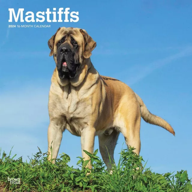 Mastiffs Calendar 2024 - Dogs - Month To View