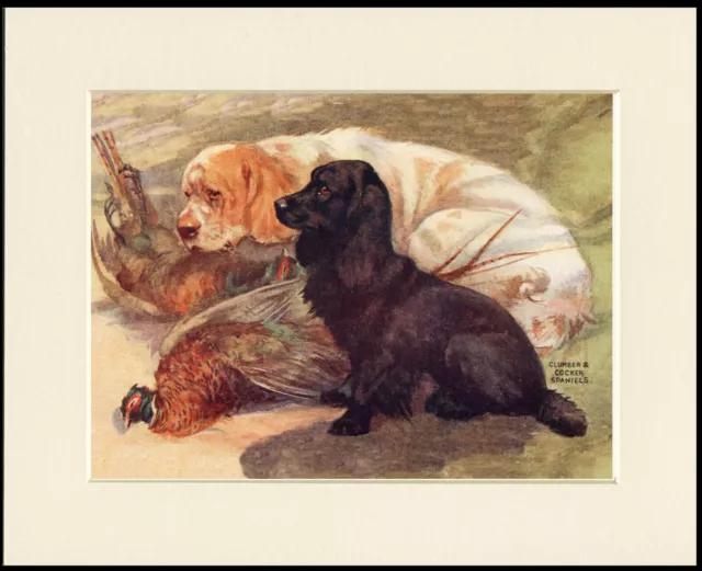 Clumber Cocker Spaniel And Game Vintage Style Dog Art Print Ready Mounted