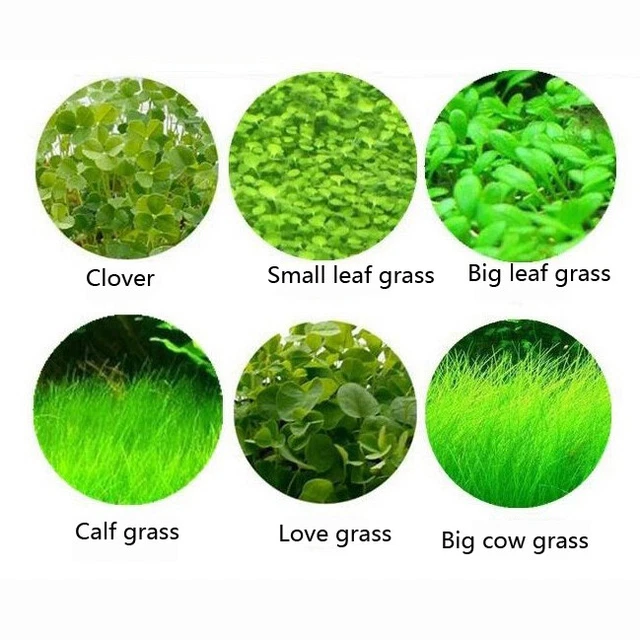 Aquarium Plant Seeds Fish Tank Aquatic Water Grass Foreground Easy Plants N