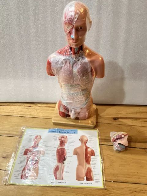 Human Torso Anatomy Model 17”  with Heart Head Skull Brain Kid Medical Education