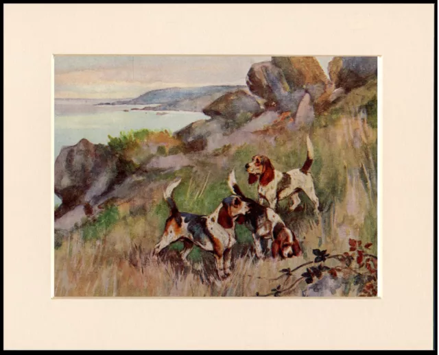 Beagle Hounds Hunting Great Dog Print Mounted Ready To Frame