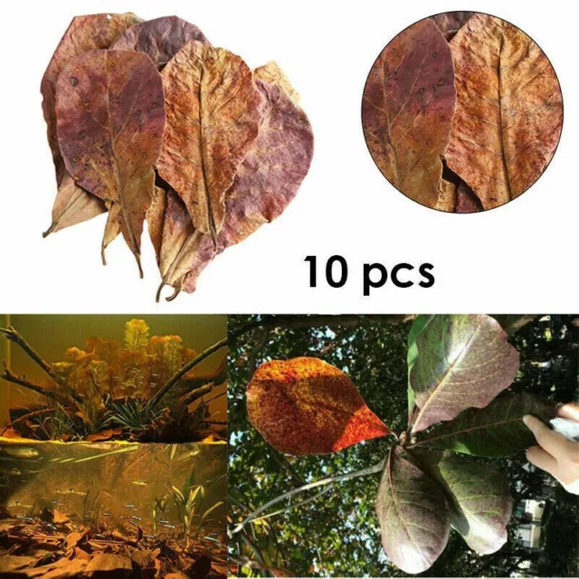 10 Pièce Terminalia Feuille Aquarium Nettoyage Réduire Bactéries