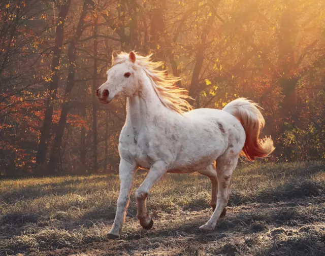 horse-direkt  Schwarzkümmelöl 5 L Kanister, kaltgepresst - Hund, Pferd 2