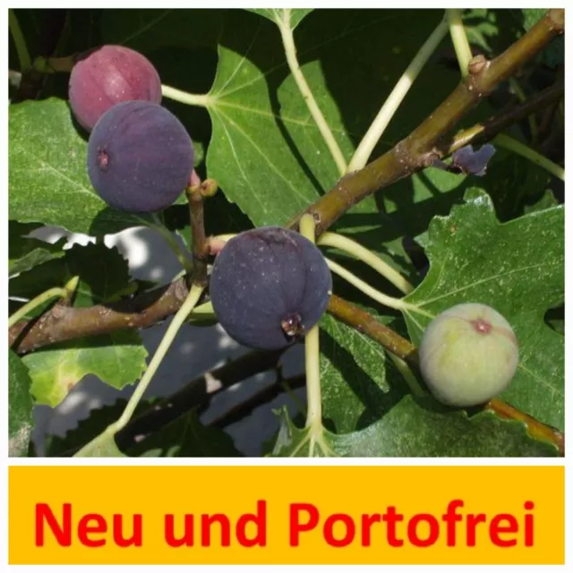 2 x Echte Feige Ficus carica Pflanze ca  35 cm Feigenbaum Obstbaum Rarität