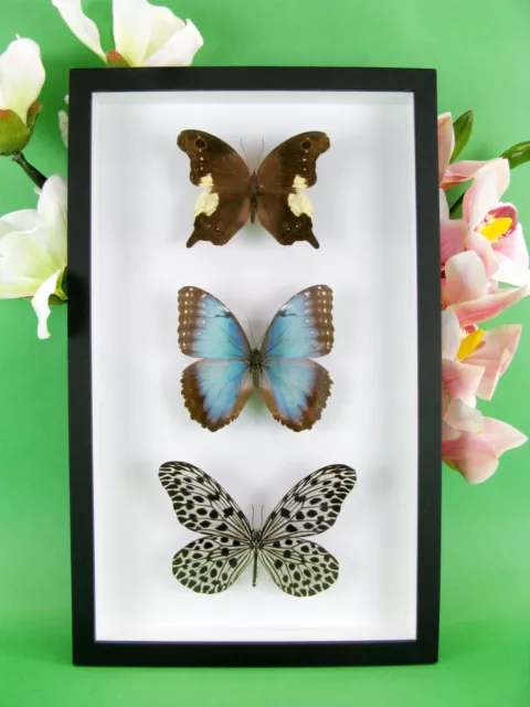 3 real beautiful and huge butterflies in the XXl showcase - single piece - 17