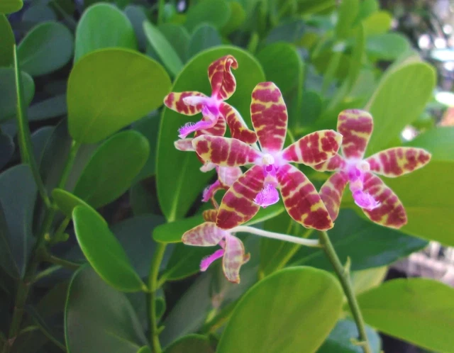 Phalaenopsis Bastianii large plant in spike (not around a lot) phal, orchid sale