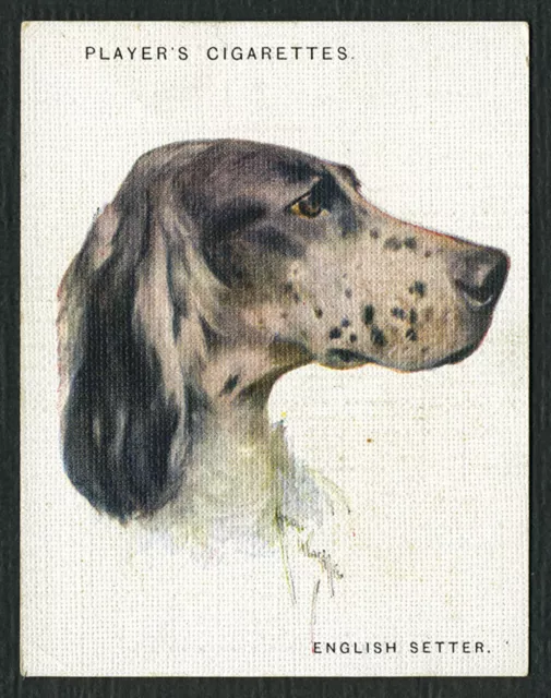 ENGLISH SETTER PLAYERS 2nd SERIES DOG HEADS BY WARDLE 1929 LRG CIGARETTE CARD #8