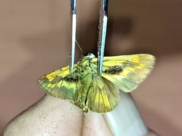 LEPIDOPTERA Hesperiidae specie     N°A238    FROM PERU