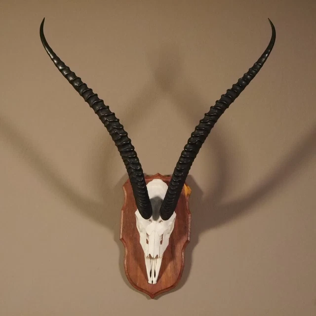 Grant - Gacela Trofeo de Calavera Hl 63 CM Con Toda Nariz En Escudo Decoración