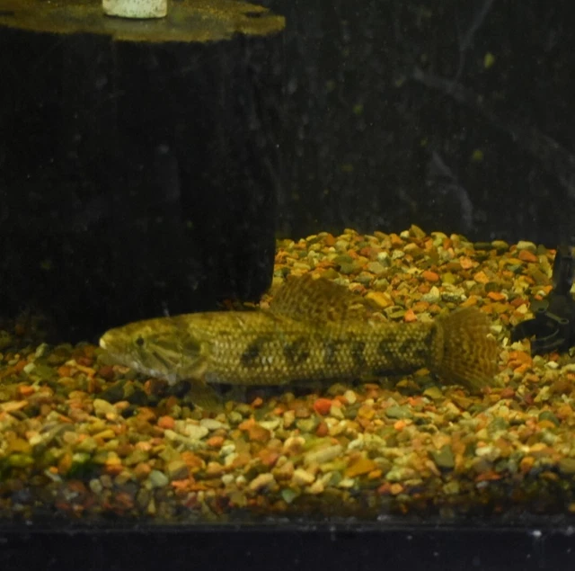 Live 8-9" Colombian Wolf Fish Large Freshwater Aquarium Fish *PLS READ DESCR* 5