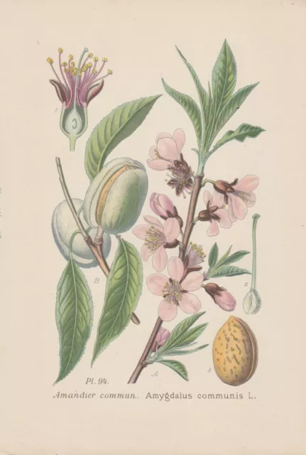 Mandelbaum (Prunus dulcis) Chromo-Lithographie von 1891 almond L'amandier