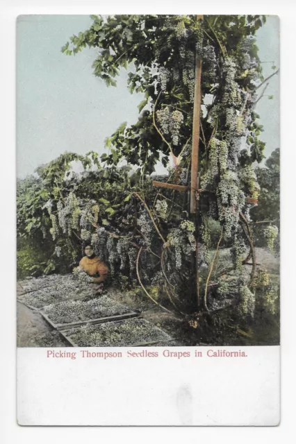 Picking Thompson Seedless Grapes in California Unposted Postcard