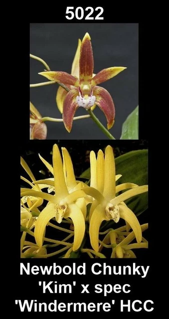 OON DENDROBIUM ORCHID SJS5022 Newbold Chunky x spec Windermere 40