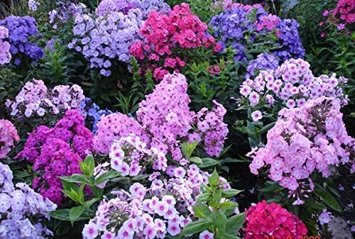 1200+ Mixed Phlox Seeds - Creeping Perennial Ground Cover - Popstars Phlox Cr...